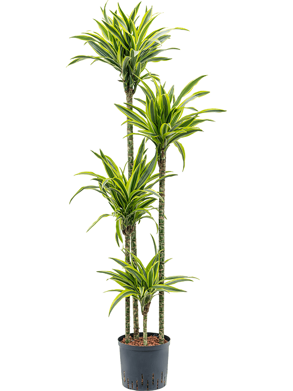 Planta naturala de interior 120-90-60-30 D35xH160cm Dracaena fragrans 'Lemon Lime' P22/19cm in hidrogranule