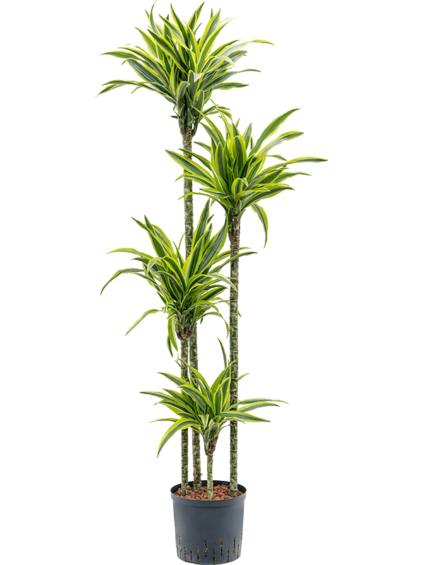 Planta naturala de interior 120-90-60-30 D35xH170cm Dracaena fragrans 'Lemon Lime' P22/19cm in hidrogranule