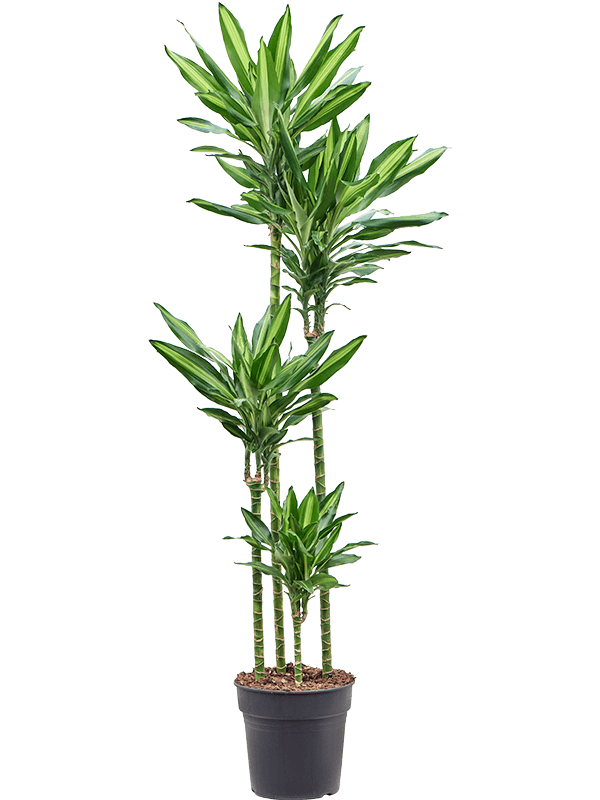 Planta naturala de interior 120-90-60-30 D35xH180cm Dracaena fragrans 'Cintho' PS27/25cm in pamant