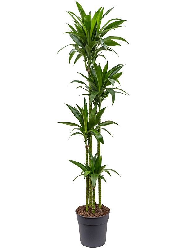 Planta naturala de interior 120-90-60-30 D35xH190cm Dracaena fragrans 'Janet Craig' PS27/25cm in pamant