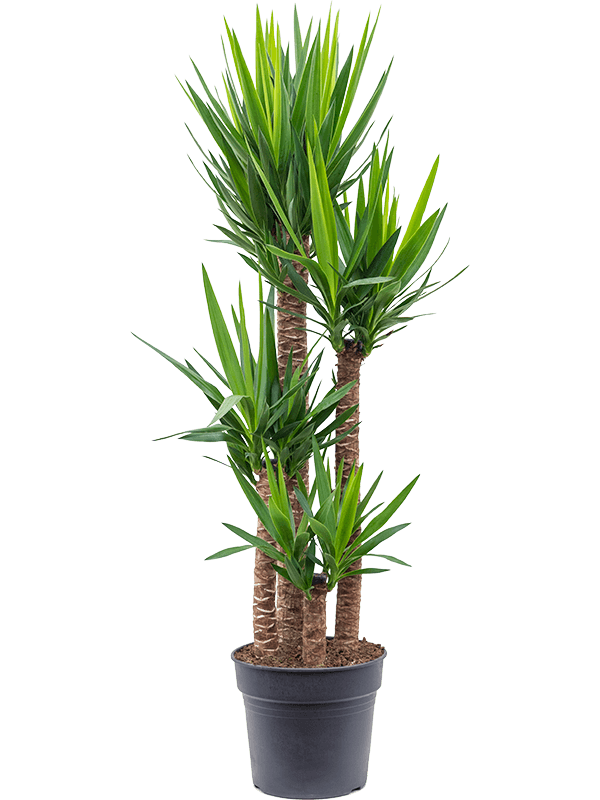 Planta naturala de interior 120-90-60-30 D40xH155cm Yucca elephantipes PS34/30cm in pamant
