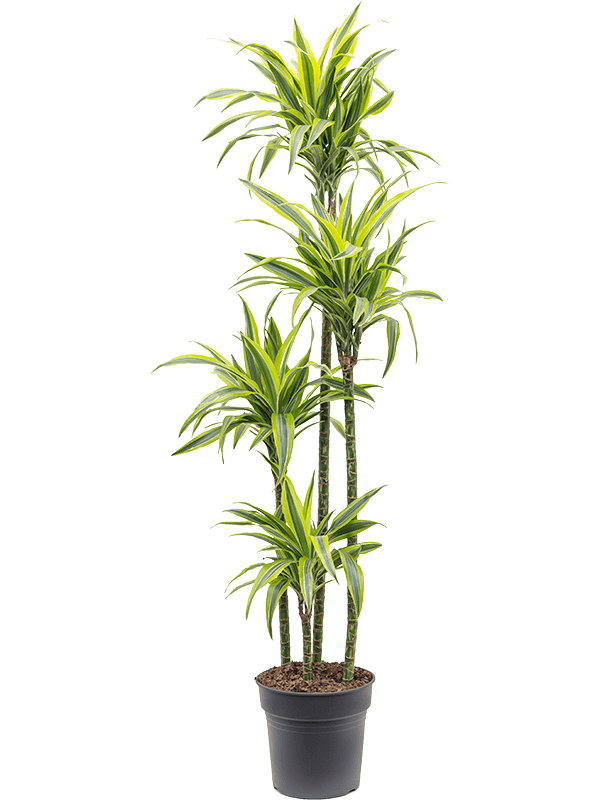 Planta naturala de interior 120-90-60-30 D40xH160cm Dracaena fragrans 'Lemon Lime' PS27/26cm in pamant