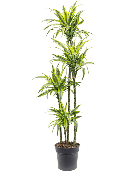 Planta naturala de interior 120-90-60-30 D40xH160cm Dracaena fragrans 'Lemon Lime' PS27/26cm in pamant