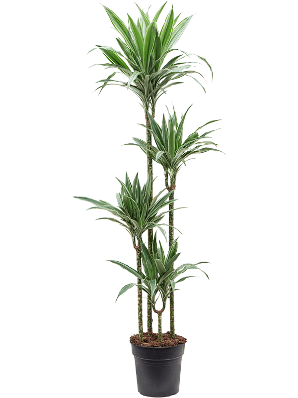 Planta naturala de interior 120-90-60-30 D40xH170cm Dracaena deremensis 'Warneckei' PS27/25cm in pamant