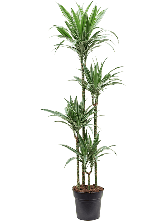 Planta naturala de interior 120-90-60-30 D40xH170cm Dracaena deremensis 'Warneckei' PS27/25cm in pamant