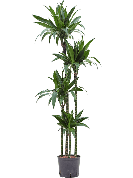 Planta naturala de interior 120-90-60-30 D40xH170cm Dracaena fragrans 'Janet Craig' P22/19cm in hidrogranule