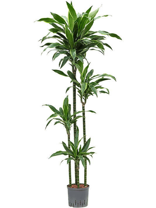 Planta naturala de interior 120-90-60-30 D40xH180cm Dracaena fragrans 'Arturo' P22/19cm in hidrogranule