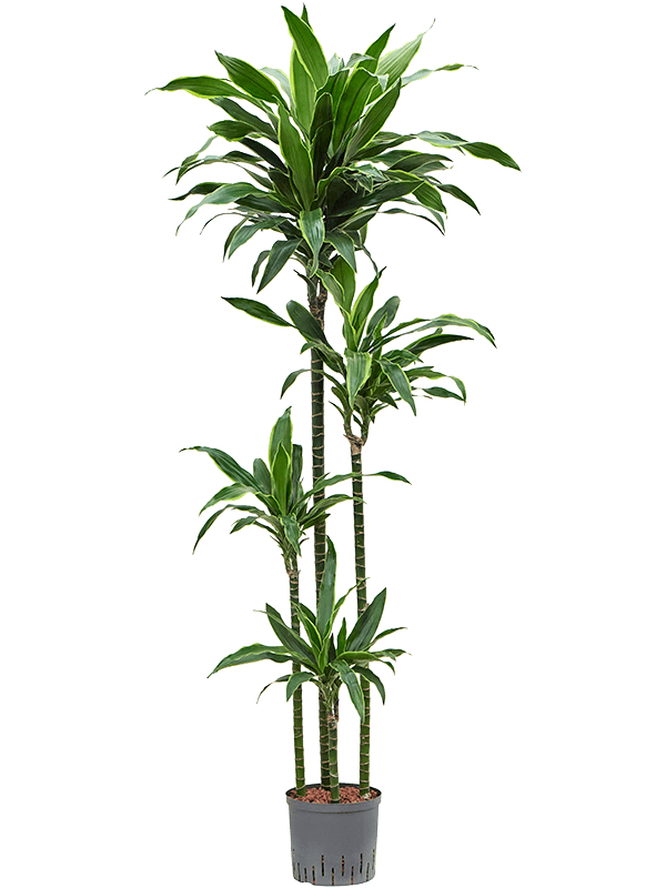 Planta naturala de interior 120-90-60-30 D40xH180cm Dracaena fragrans 'Arturo' P22/19cm in hidrogranule