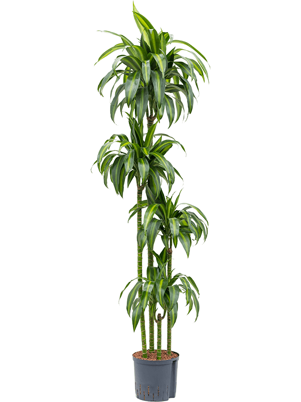 Planta naturala de interior 120-90-60-30 D40xH180cm Dracaena fragrans 'Hawaiian Sunshine' P22/19cm in hidrogranule