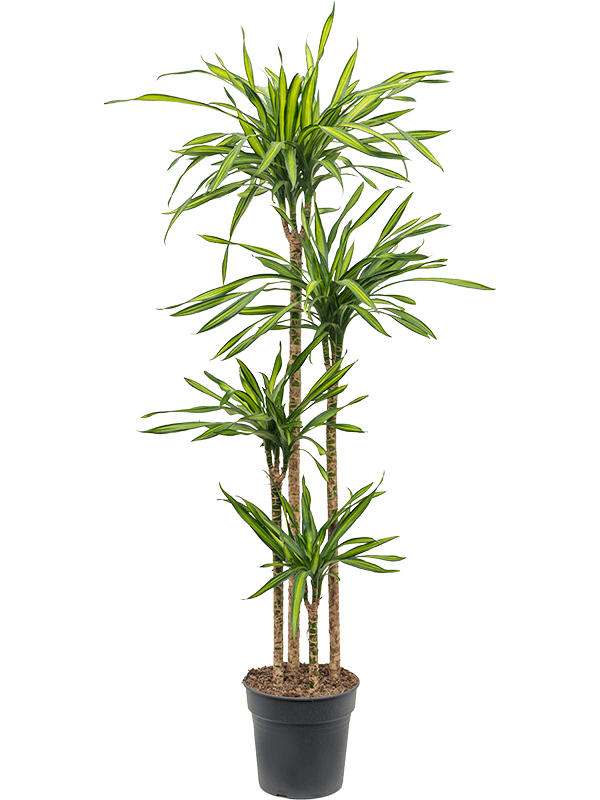 Planta naturala de interior 120-90-60-30 D40xH180cm Dracaena fragrans 'Riki' PS27/26cm in pamant