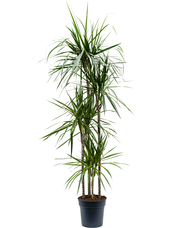 Planta naturala de interior 120-90-60-30 D45xH180cm Dracaena marginata PS27/26cm in pamant