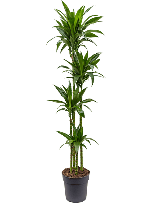 Planta naturala de interior 120-90-60 D35xH190cm Dracaena fragrans 'Janet Craig' PS27/25cm in pamant