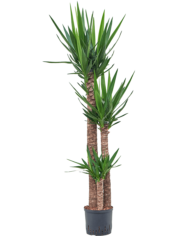 Planta naturala de interior 120-90-60 D40xH165cm Yucca elephantipes P22/19cm in hidrogranule