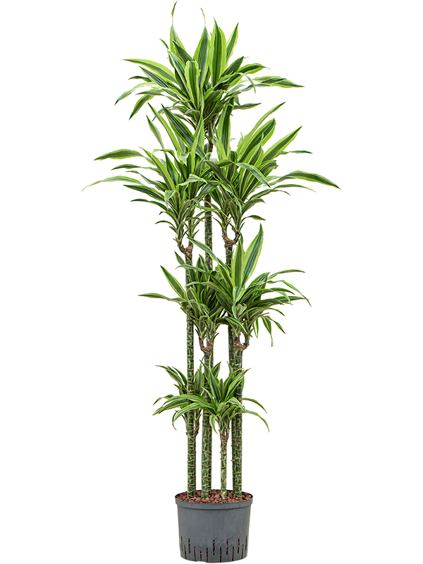 Planta naturala de interior 120-Carrousel D50xH170cm Dracaena fragrans 'Lemon Lime' P25/19cm in hidrogranule