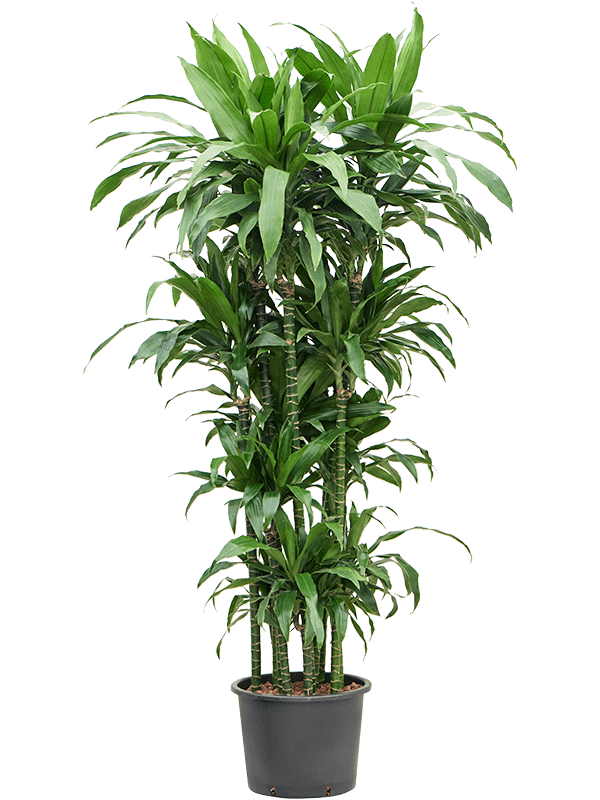 Planta naturala de interior 120-Carrousel D90xH190cm Dracaena fragrans 'Janet Craig' P32/26cm in hidrogranule