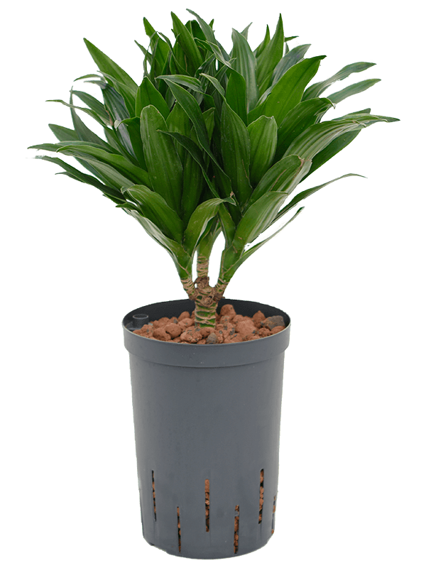 Planta naturala de interior 15 D20xH45cm Dracaena fragrans 'Compacta' P15/19cm in hidrogranule