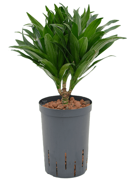 Planta naturala de interior 15 D20xH45cm Dracaena fragrans 'Compacta' P15/19cm in hidrogranule