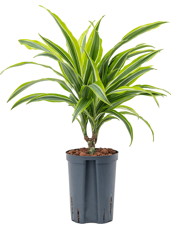 Planta naturala de interior 15 D20xH45cm Dracaena fragrans 'Lemon Lime' P15/19cm in hidrogranule