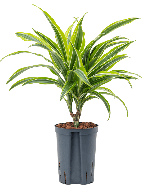 Planta naturala de interior 15 D25xH40cm Dracaena fragrans 'Lemon Lime' P15/19cm in hidrogranule