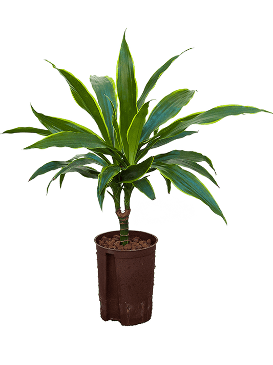 Planta naturala de interior 15 D25xH50cm Dracaena fragrans 'Arturo' P15/19cm in hidrogranule