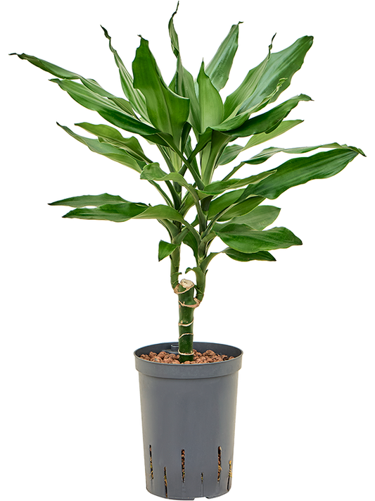 Planta naturala de interior 15 D30xH50cm Dracaena fragrans 'Burundii' P15/19cm in hidrogranule