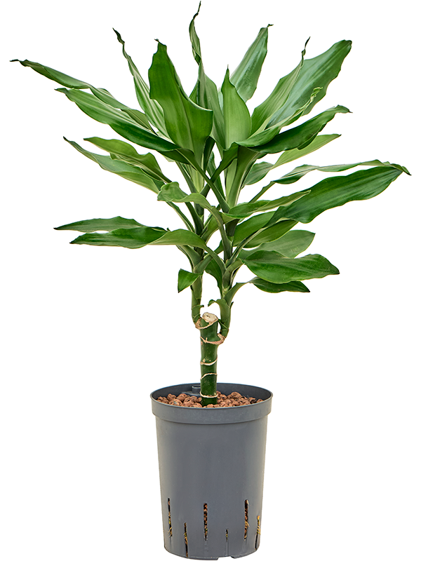 Planta naturala de interior 15 D30xH50cm Dracaena fragrans 'Burundii' P15/19cm in hidrogranule