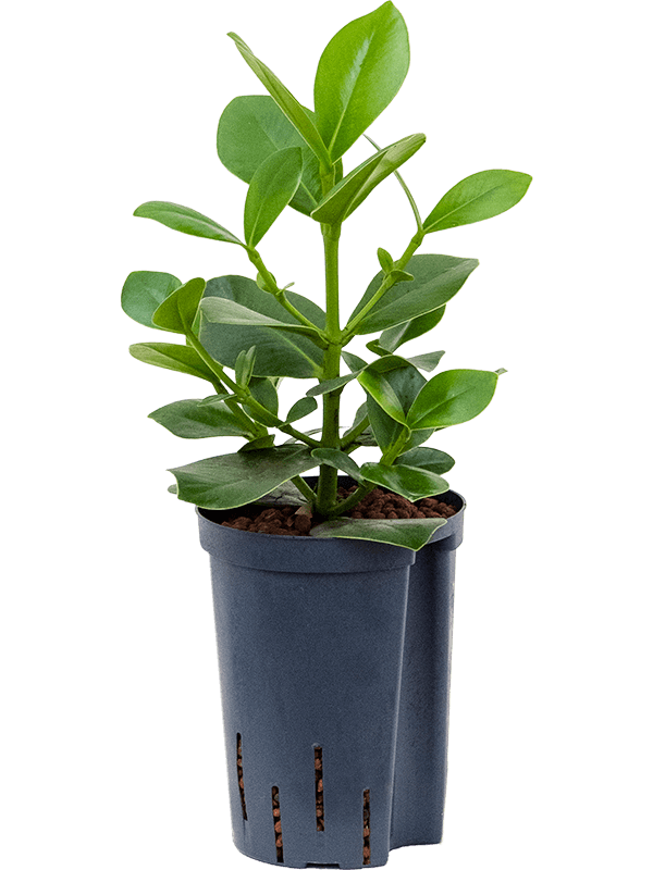 Planta naturala de interior 1pp D20xH50cm Clusia rosea 'Princess' P15/19cm in hidrogranule