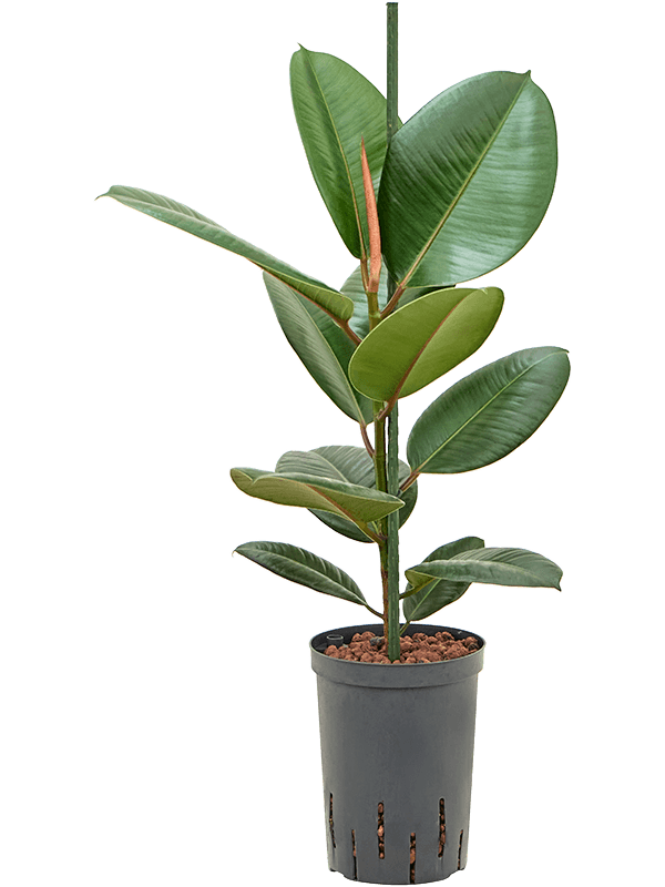 Planta naturala de interior 1pp D20xH60cm Ficus elastica 'Robusta' P15/19cm in hidrogranule