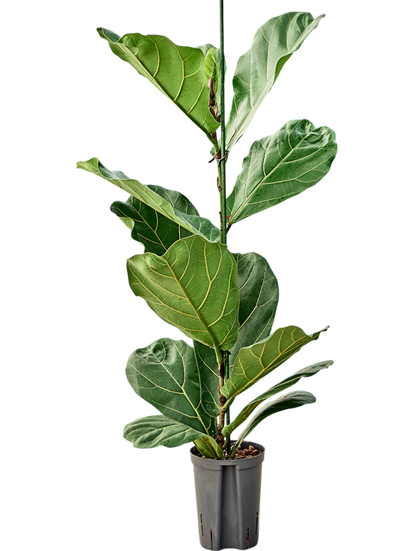 Planta naturala de interior 1pp D25xH120cm Ficus lyrata P15/19cm in hidrogranule
