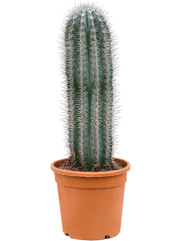 Planta naturala de interior 1pp D25xH80cm Pachycereus pringlei PS30/29cm in pamant