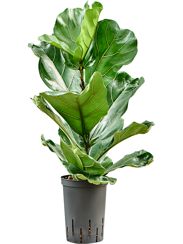 Planta naturala de interior 1pp D25xH90cm Ficus lyrata P15/19cm in hidrogranule