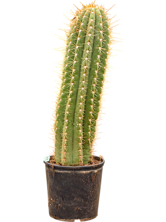 Planta naturala de interior 1pp D30xH110cm Trichocereus terschechii PS30/29cm in pamant