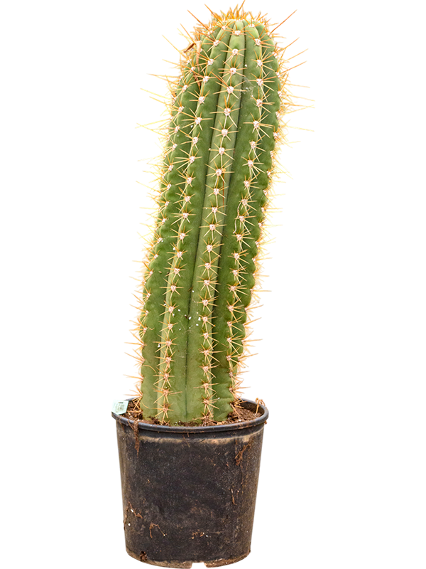Planta naturala de interior 1pp D30xH110cm Trichocereus terschechii PS30/29cm in pamant