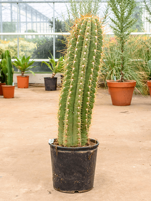 Planta naturala de interior 1pp D30xH110cm Trichocereus terschechii PS30/29cm in pamant