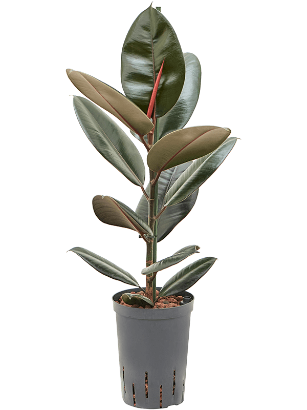 Planta naturala de interior 1pp D30xH60cm Ficus elastica 'Abidjan' P15/19cm in hidrogranule