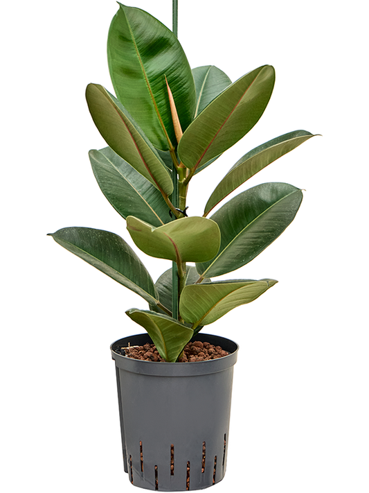 Planta naturala de interior 1pp D30xH65cm Ficus elastica 'Robusta' P18/19cm in hidrogranule