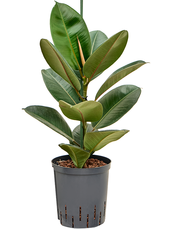 Planta naturala de interior 1pp D30xH65cm Ficus elastica 'Robusta' P18/19cm in hidrogranule