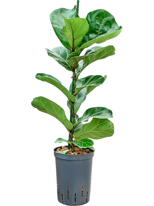 Planta naturala de interior 1pp D30xH70cm Ficus lyrata 'Bambino' P15/19cm in hidrogranule