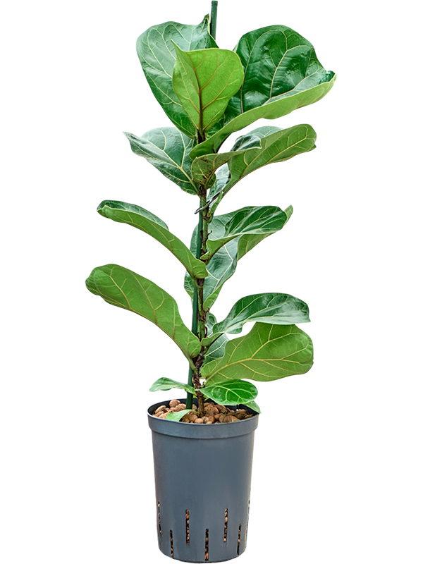 Planta naturala de interior 1pp D30xH70cm Ficus lyrata 'Bambino' P15/19cm in hidrogranule