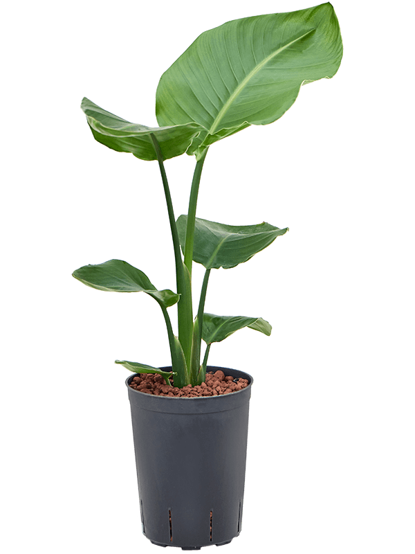 Planta naturala de interior 1pp D30xH70cm Strelitzia nicolai P15/19cm in hidrogranule