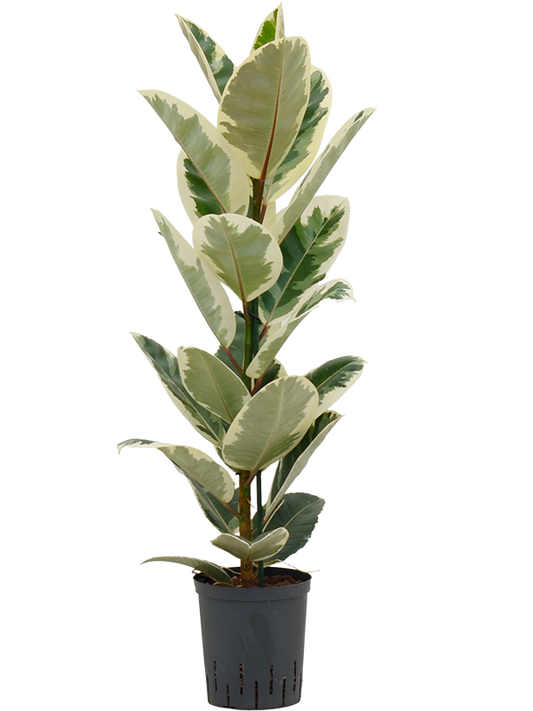 Planta naturala de interior 1pp D30xH75cm Ficus elastica 'Tineke' P18/19cm in hidrogranule