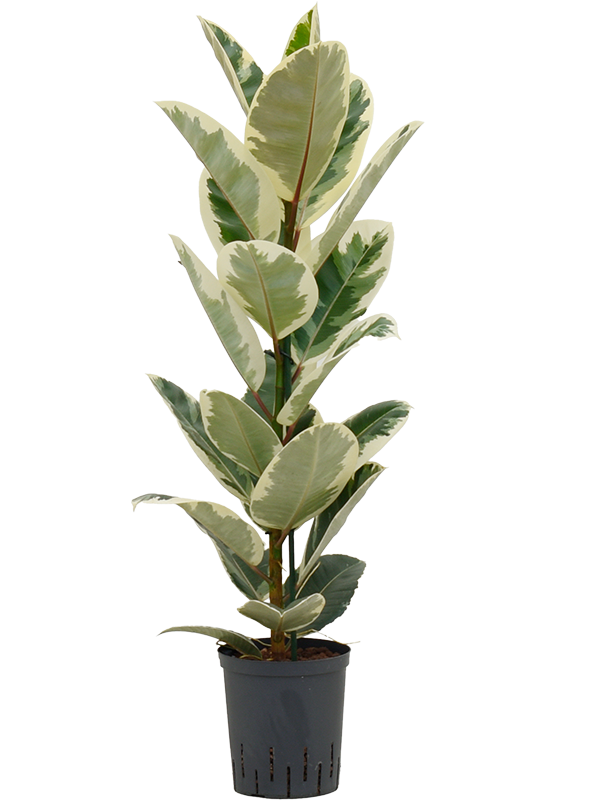 Planta naturala de interior 1pp D30xH75cm Ficus elastica 'Tineke' P18/19cm in hidrogranule