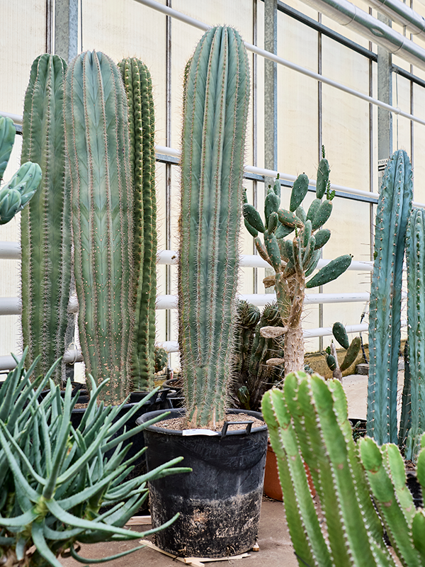 Planta naturala de interior 1pp D35xH210cm Pachycereus pringlei (200-220) PS50/46cm in pamant