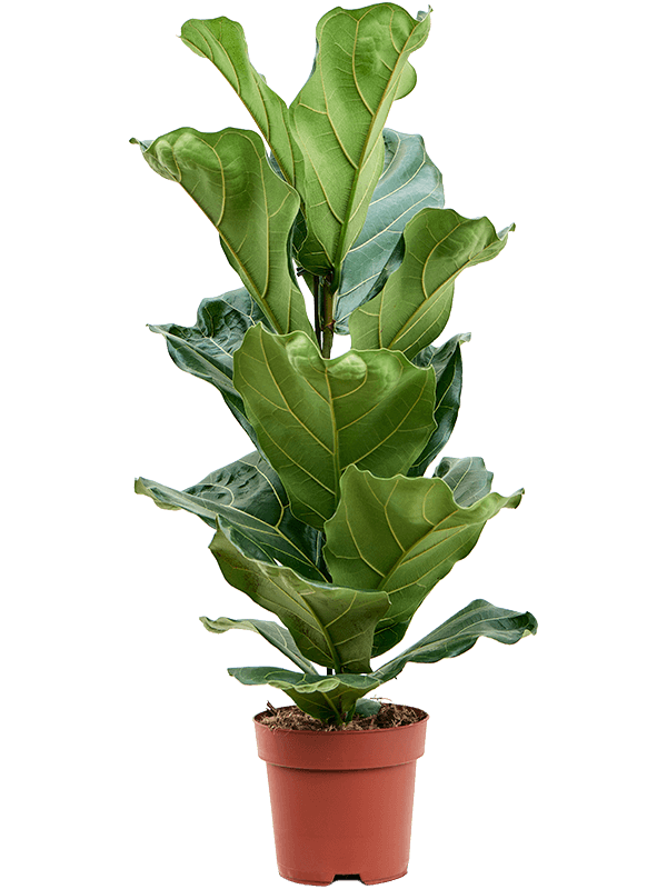 Planta naturala de interior 1pp D40xH70cm Ficus lyrata PS17/15cm in pamant