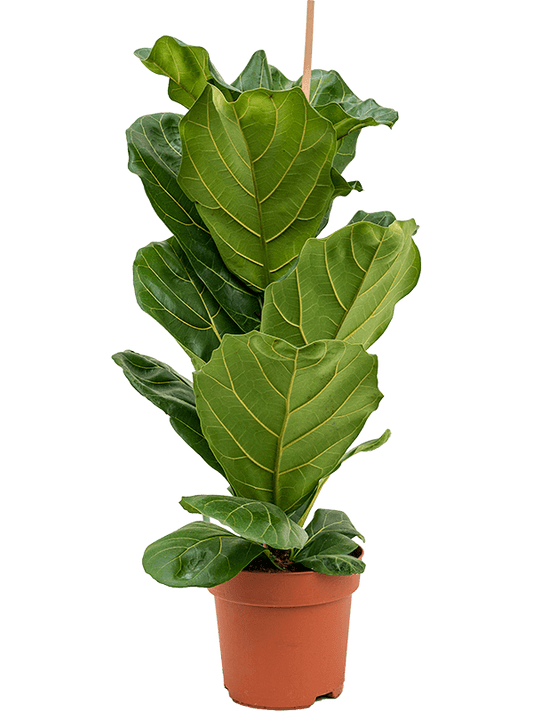 Planta naturala de interior 1pp D45xH90cm Ficus lyrata PS21/19cm in pamant