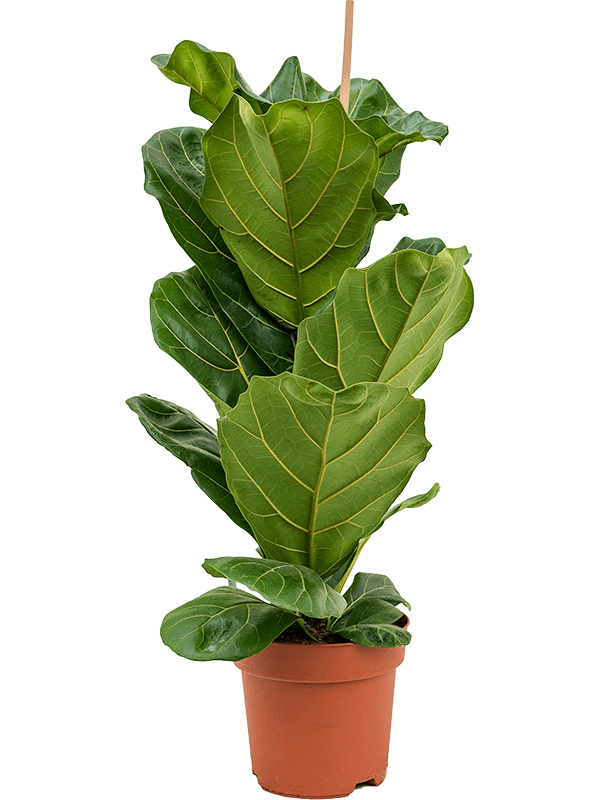 Planta naturala de interior 1pp D45xH90cm Ficus lyrata PS21/19cm in pamant