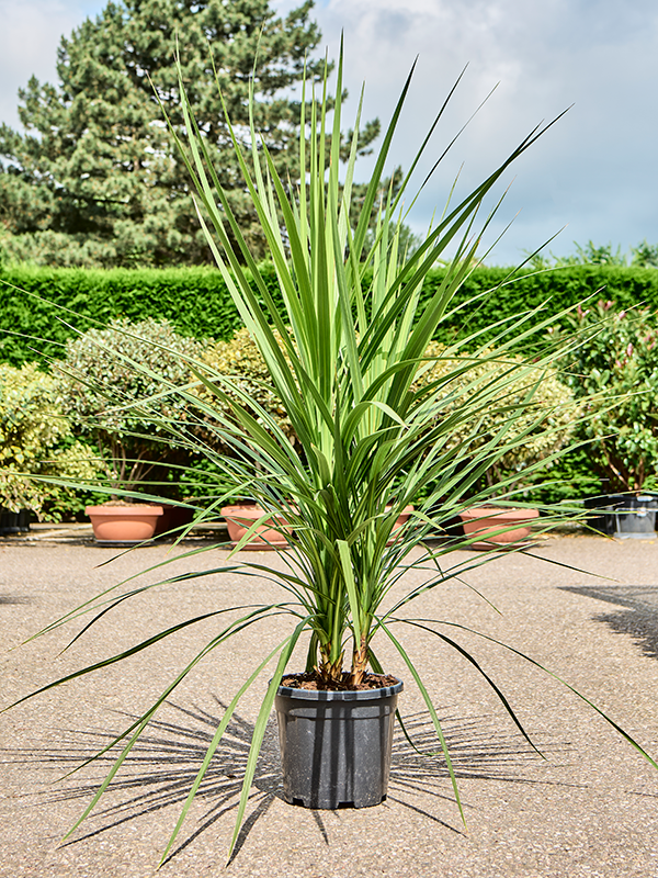 Planta naturala de interior 2-3 ppp D40xH120cm Cordyline australis PS30/28cm in pamant