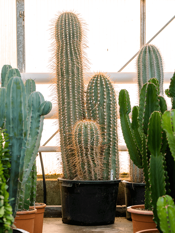 Planta naturala de interior 2/3pp D50xH160cm Trichocereus pasacana PS40/36cm in pamant