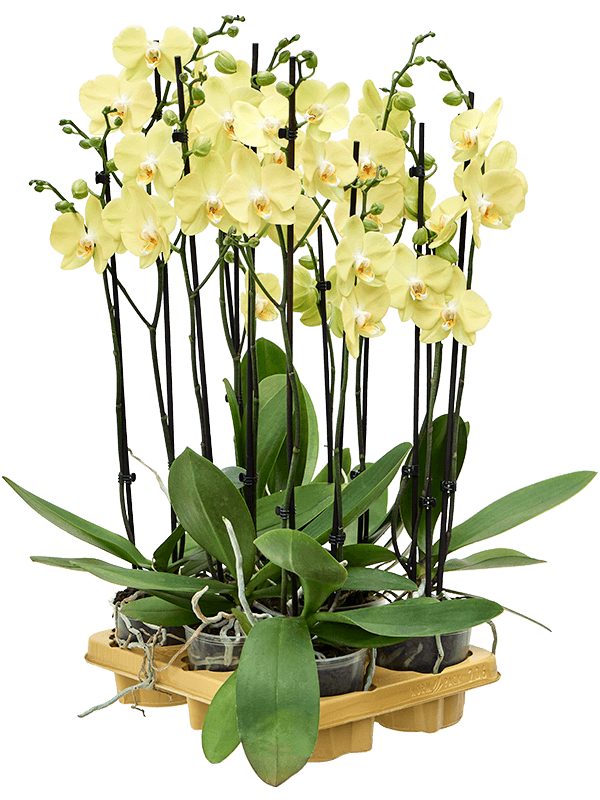 Planta naturala de interior 2-Branches 14+ Yellow D20xH65cm Phalaenopsis 'Yara' PS12/11cm in pamant