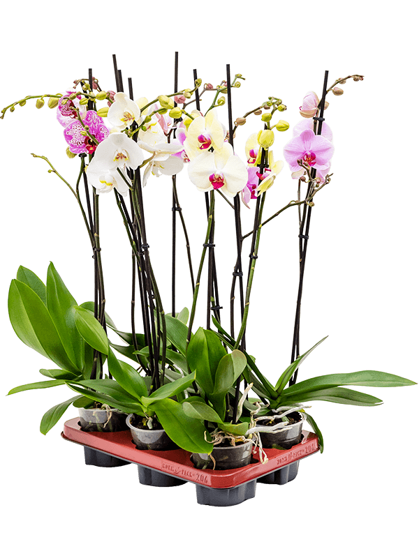 Planta naturala de interior 2-Branches 16+ D20xH70cm Phalaenopsis mix PS12/11cm in pamant